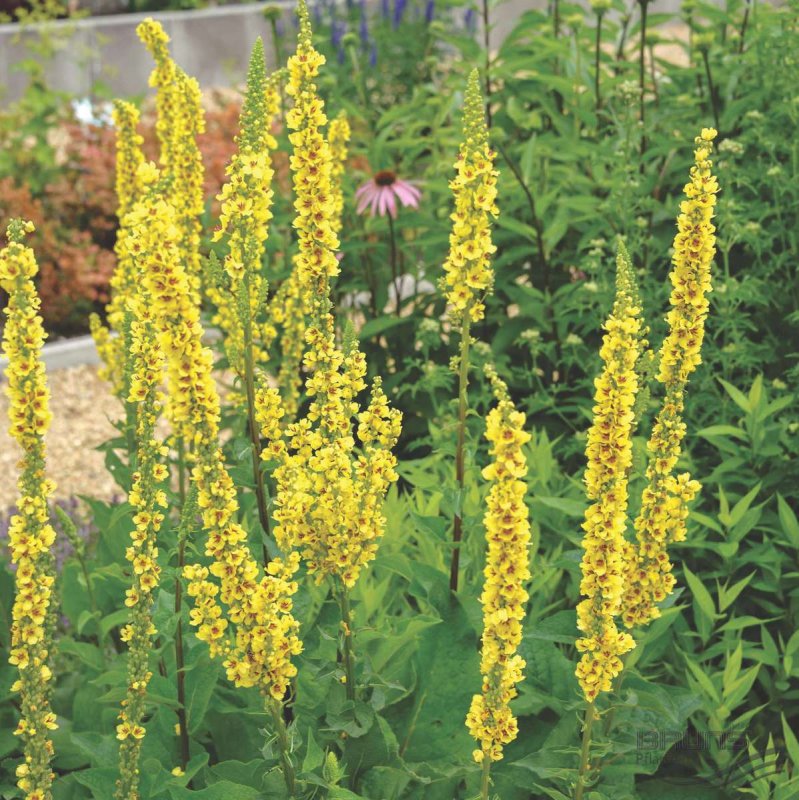 Verbascum Thapsus коровяк обыкновенный