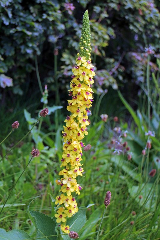 Коровяк черный (Verbascum nigrum)