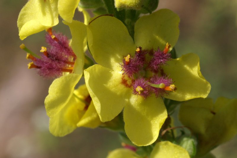 Коровяк длиннолистный (Verbascum longifolium)