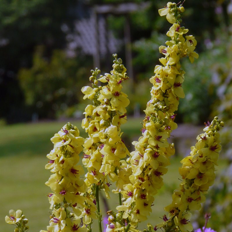 Verbascum giganteum