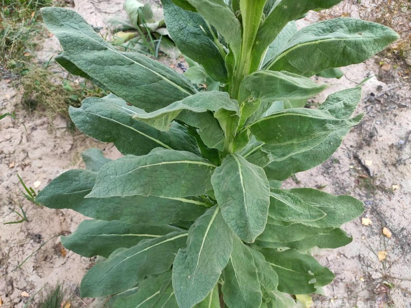 Дагестана (Verbascum densiflorum,