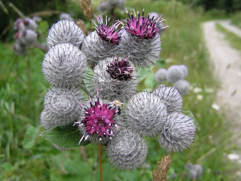 Dandelion and Burdock