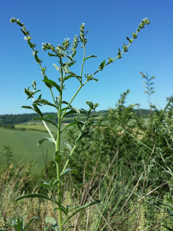 Lappula squarrosa