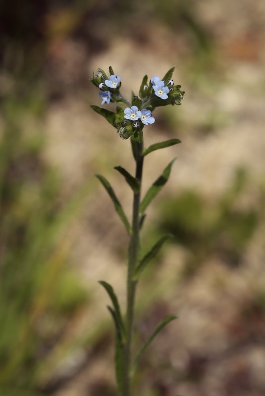 Липучка ежевидная (Lappula squarrosa),