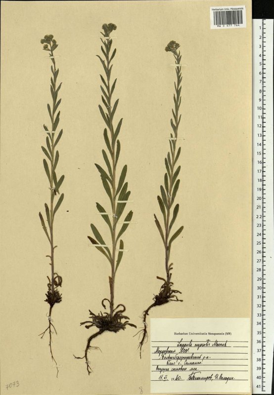 Липучка растопыренная (Lappula squarrosa)