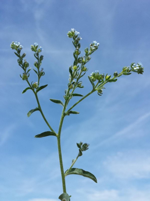 Lappula squarrosa