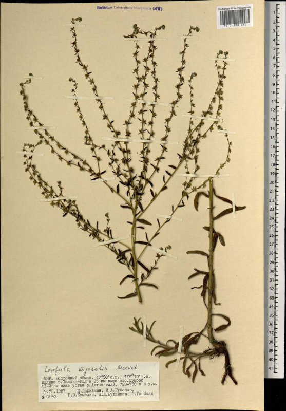 Липучка обыкновенная Lappula Myosotis рисунок