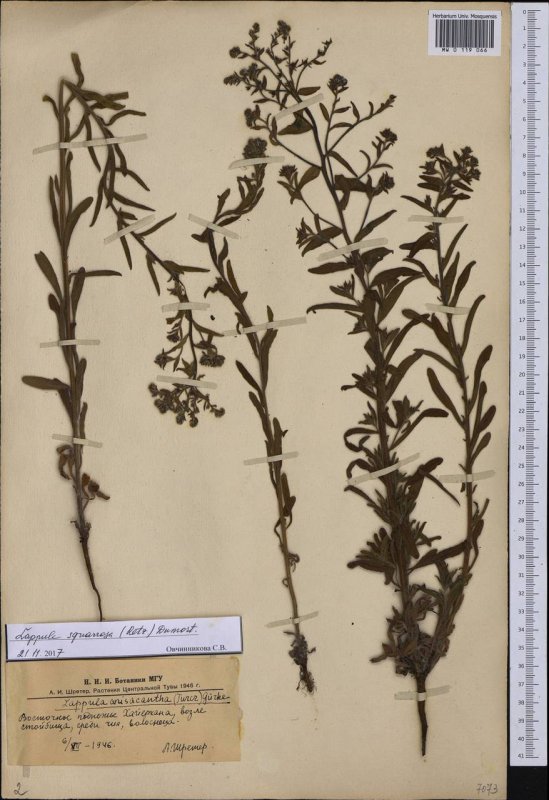 Lappula Myosotis рисунок