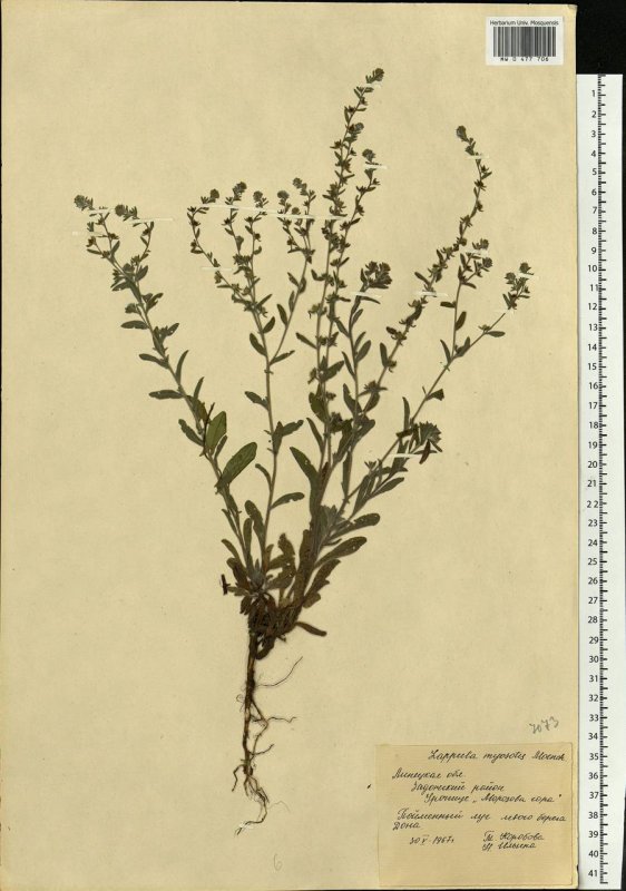Липучка Lappula Myosotis