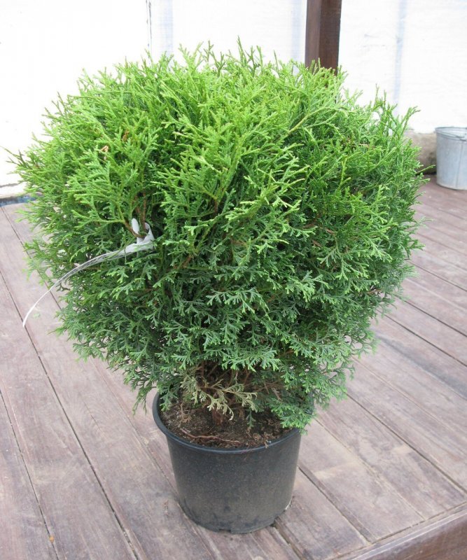 Туя Западная Thuja occidentalis tiny tim