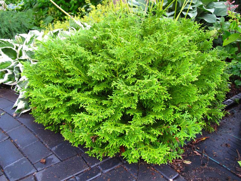 Туя Западная occidentalis