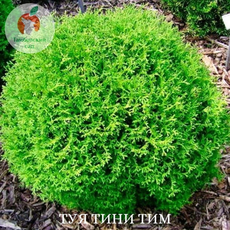 Туя Западная тайни тим
