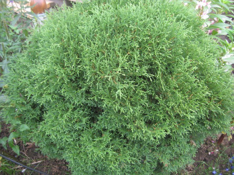 Туя occidentalis tiny tim