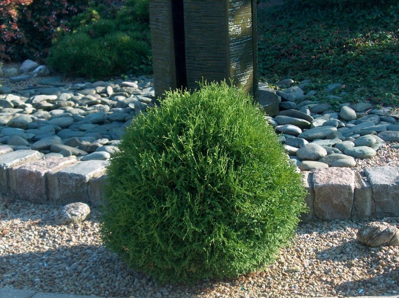Туя Западная Thuja occidentalis tiny tim