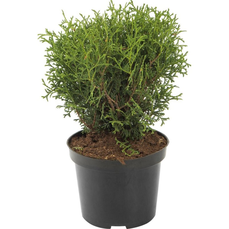 Туя occidentalis tiny tim