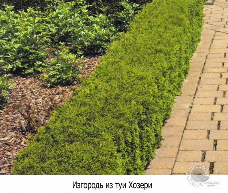 Туя Западная ‘Селена’ Thuja occidentalis `selena`