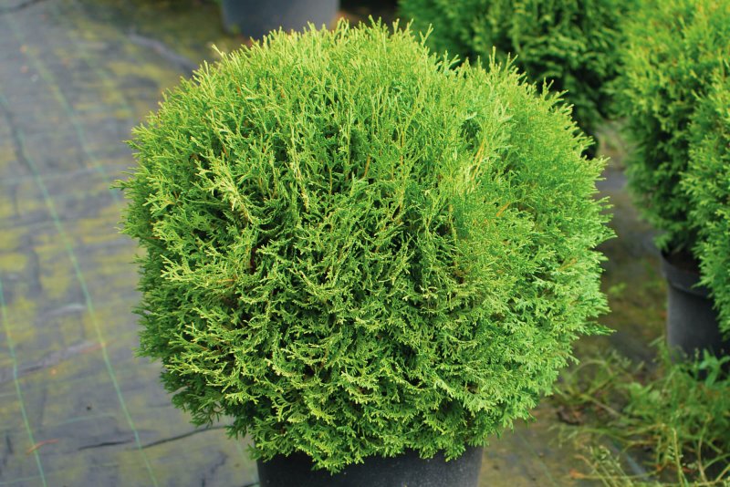 Туя Западная Thuja occidentalis “Danica”