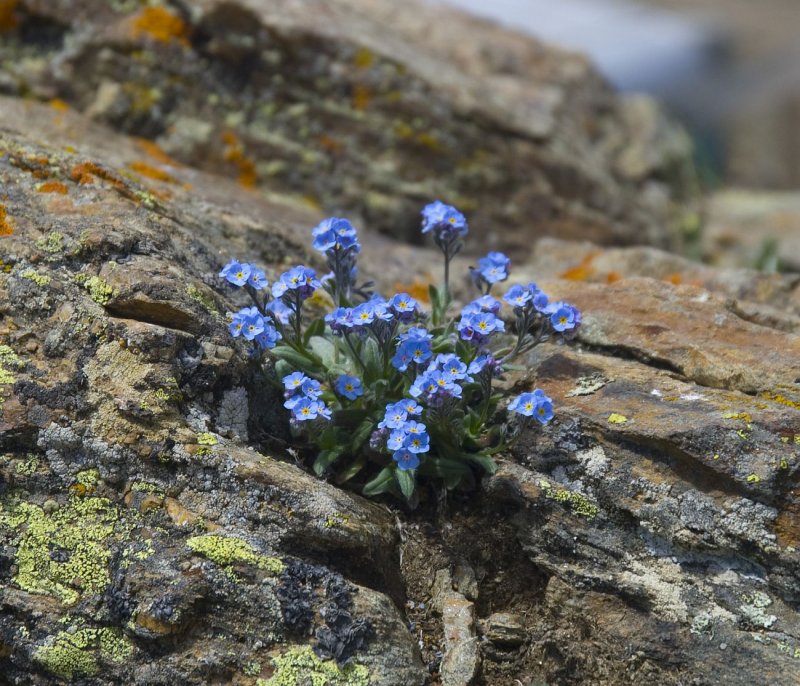 Brunnera / Бруннера (Незабудочник)