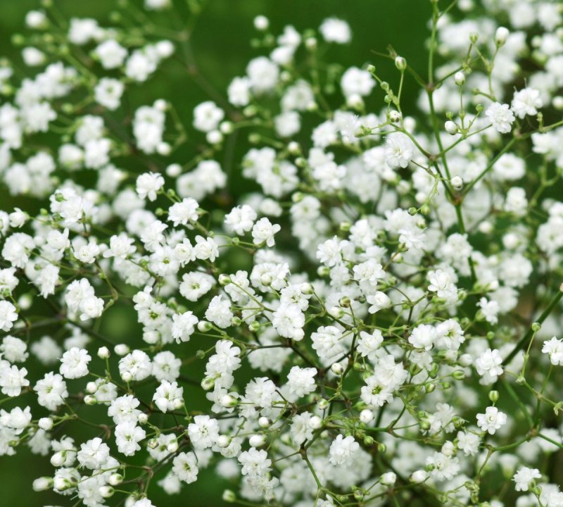 Качим арециевидный (Gypsophila aretioides).