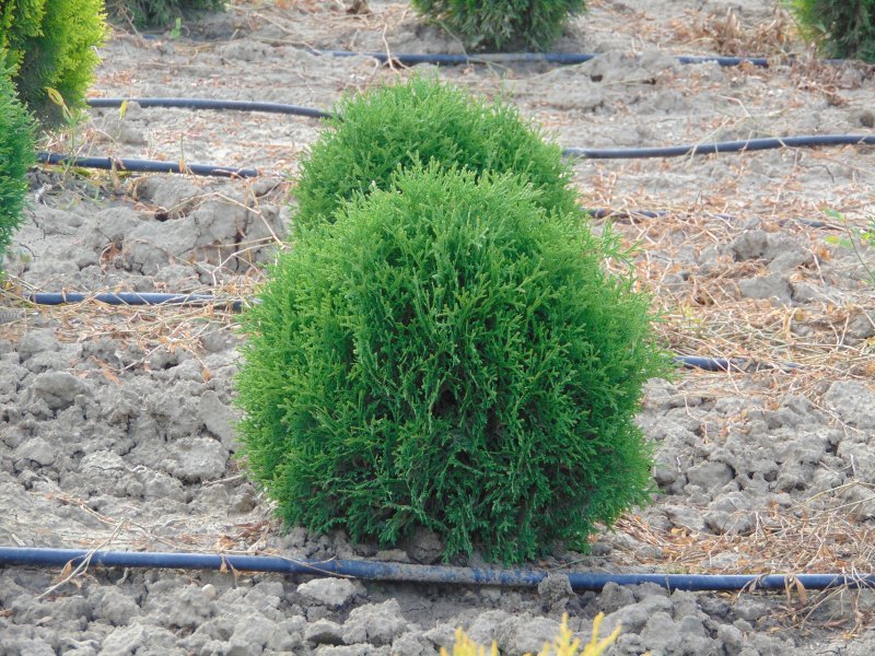 Туя occidentalis tiny tim
