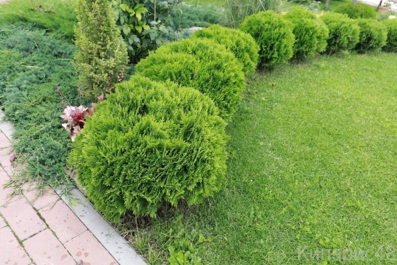 Туя Западная Литтл Джайнт