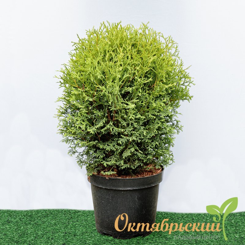 Туя Западная тайни тим