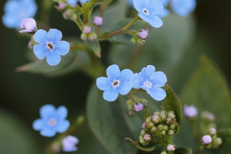Eritrichium villosum
