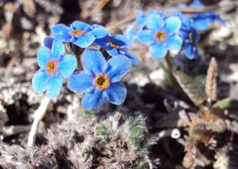Eritrichium Nanum
