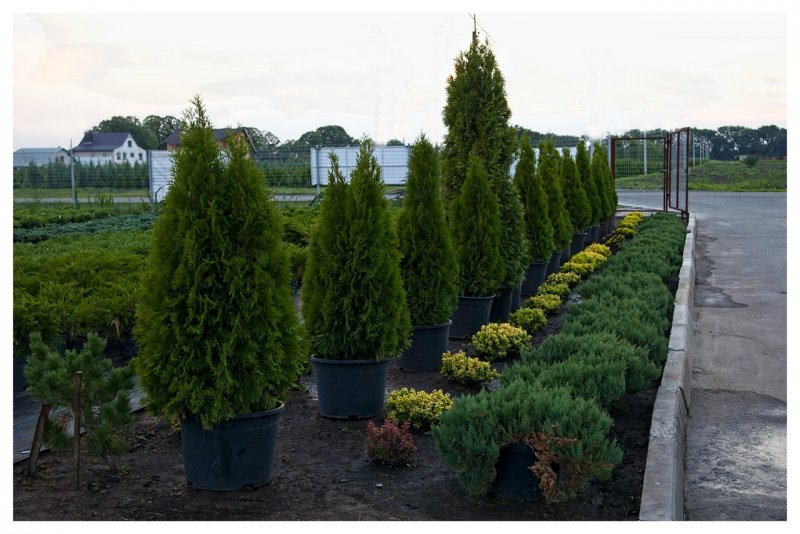 Туя Западная Thuja OCC. 'Danica'