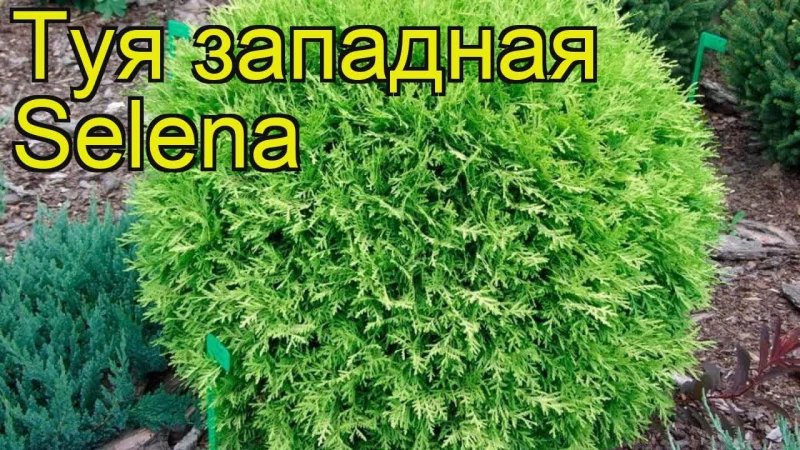 Тини тим туя Альпийская горка