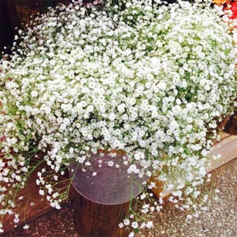 Ясколка войлочная (Cerastium tomentosum)
