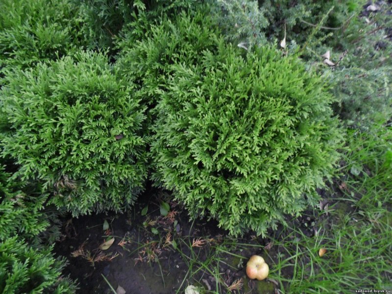 Туя Западная Даника Thuja occidentalis Danica