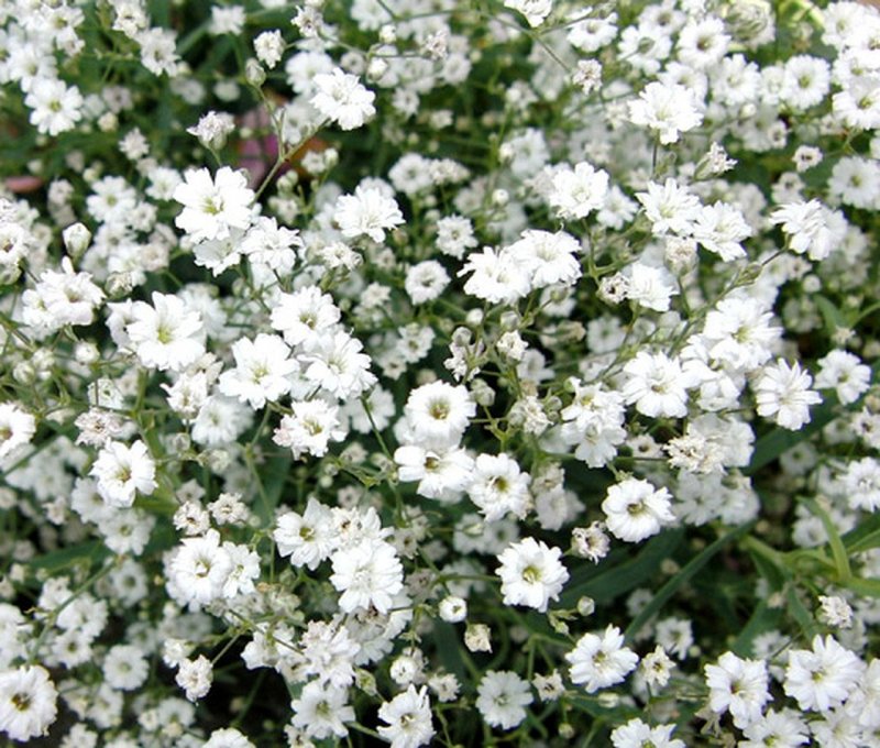 Гипсофила Gypsophila repens