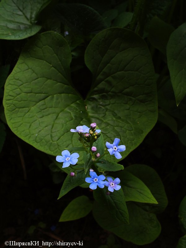 Eritrichium Nanum