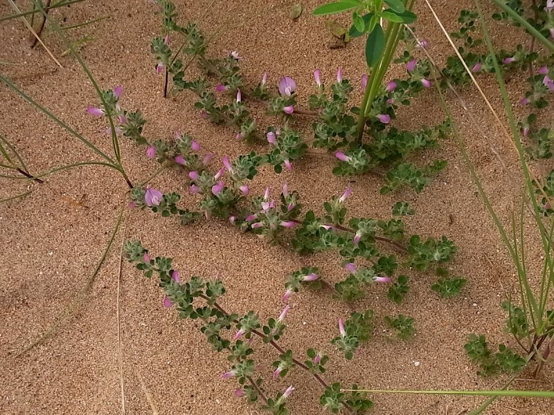 Trifolium Fusarium