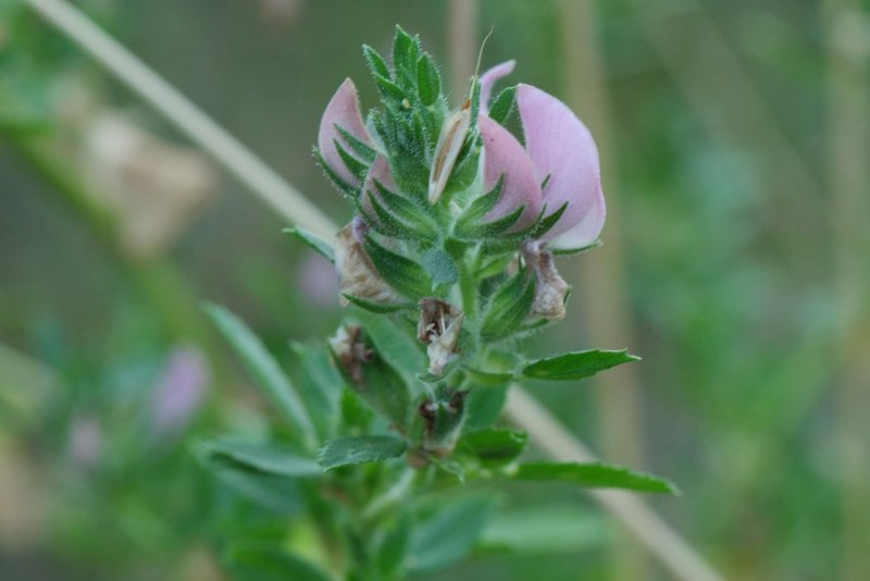 Ononis arvensis листья
