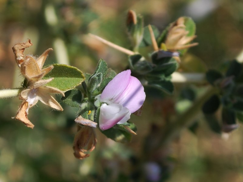 Ononis spinosa l