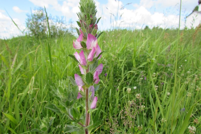 Ononis spinosa листья