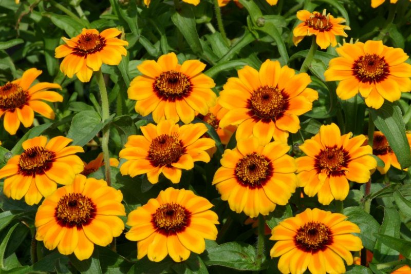 Мексиканская Цинния (Zinnia haageana)
