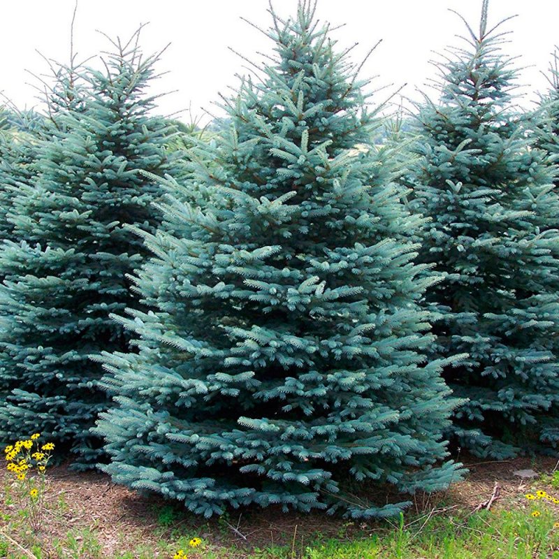 Picea pungens Blue Diamond