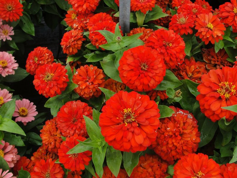 Цинния изящная (Zinnia elegans)