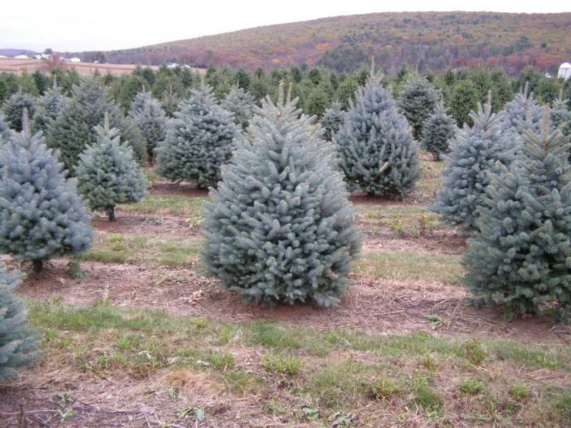 Picea pungens Blue Diamond