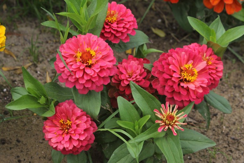 Цинния изящная Zinnia