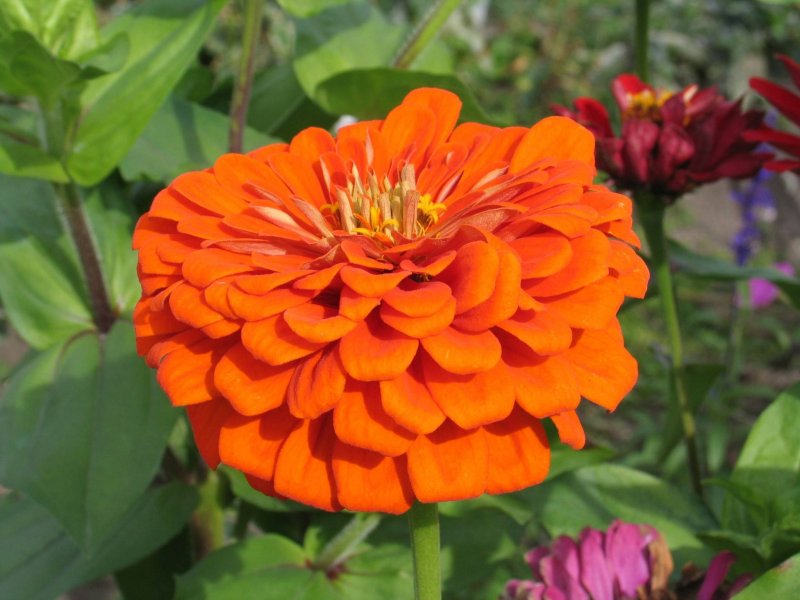 Zinnia elegans
