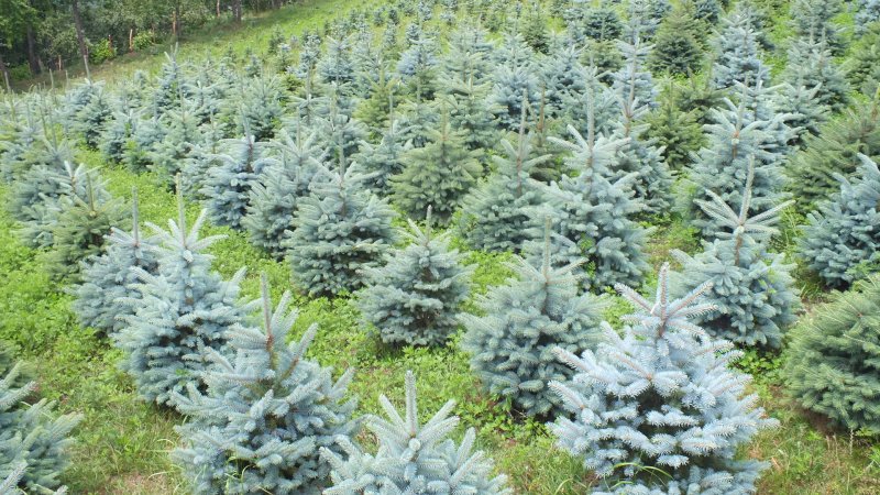 Ель pungens glauca
