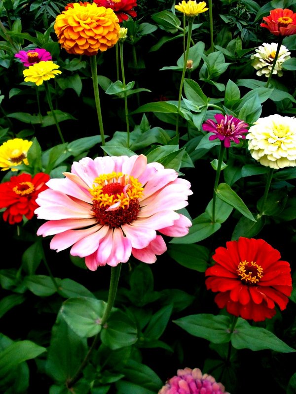 Цинния изящная (Zinnia elegans)