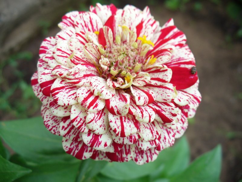 Zinnia elegans Jacq. Цинния изящная