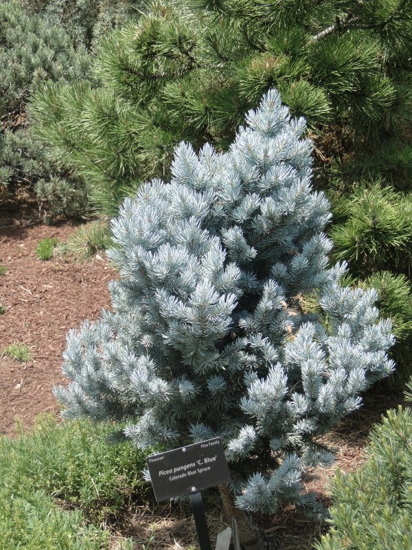 Picea pungens 'Millbrook'