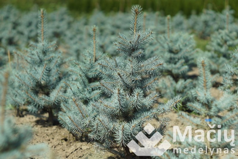 Ель колючая Picea pungens glauca