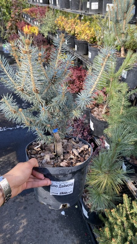 Picea pungens Mavi Ladin зеленый